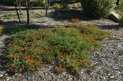 Lotus berthelotii