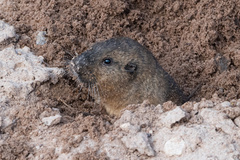 Thomomys