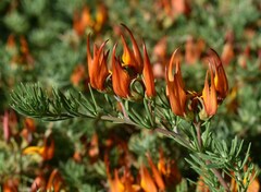 Lotus berthelotii