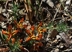 Lotus berthelotii