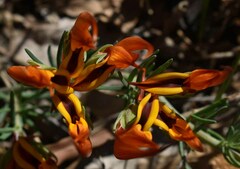 Lotus berthelotii