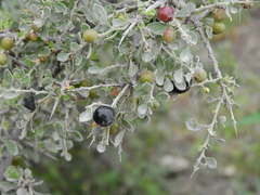 Condalia warnockii
