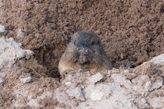 Thomomys