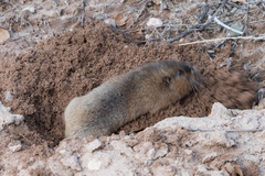 Thomomys