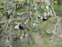 Condalia warnockii