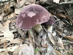 Tylopilus williamsii