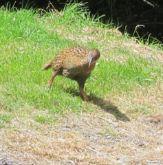 Gallirallus australis australis