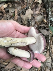 Tylopilus williamsii