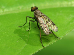 Rhagio punctipennis