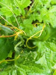 Cuscuta chilensis