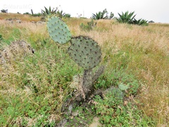 Opuntia robusta
