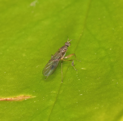 Ptilophyllodromia biroi