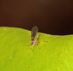 Ptilophyllodromia biroi