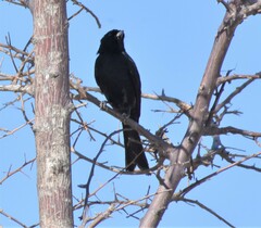 Dicrurus adsimilis apivorus