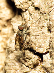 Rhagio punctipennis