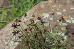 Cyperus rupestris