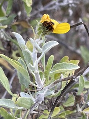 Encelia palmeri