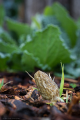 Morchella importuna