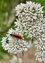 Stenoderus suturalis