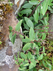 Litsea glaucescens