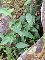 Litsea glaucescens