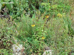 Heliopsis buphthalmoides