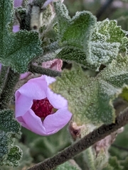 Malacothamnus orbiculatus