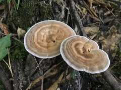 Microporellus dealbatus