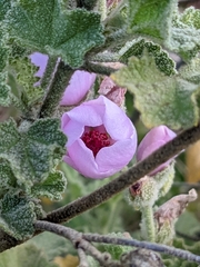 Malacothamnus orbiculatus