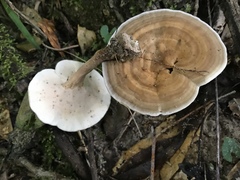 Microporellus dealbatus