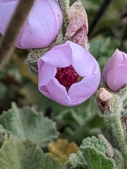 Malacothamnus orbiculatus