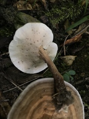 Microporellus dealbatus