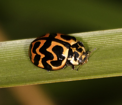 Cleobora mellyi