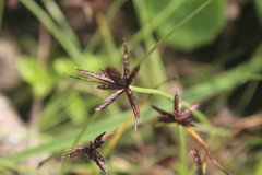 Cyperus rupestris