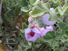 Malacothamnus orbiculatus