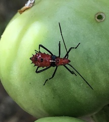 Leptoglossus gonagra