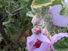 Malacothamnus orbiculatus