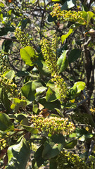 Escallonia pulverulenta