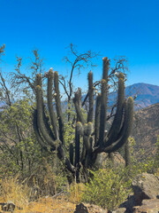 Trichocereus chiloensis