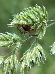 Cheiracanthium gracile
