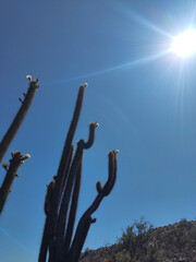 Trichocereus chiloensis