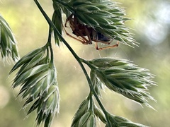 Cheiracanthium gracile