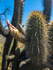 Trichocereus chiloensis