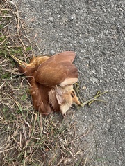 Ixobrychus cinnamomeus