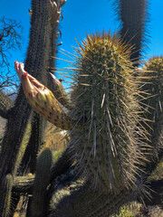 Trichocereus chiloensis