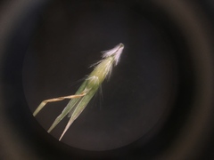 Rytidosperma clavatum