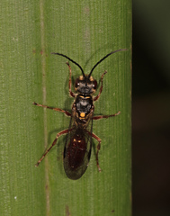 Tachynomyia abdominalis