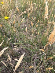 Rytidosperma clavatum