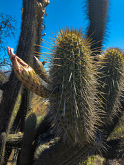 Trichocereus chiloensis