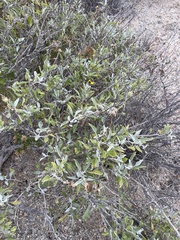 Encelia palmeri